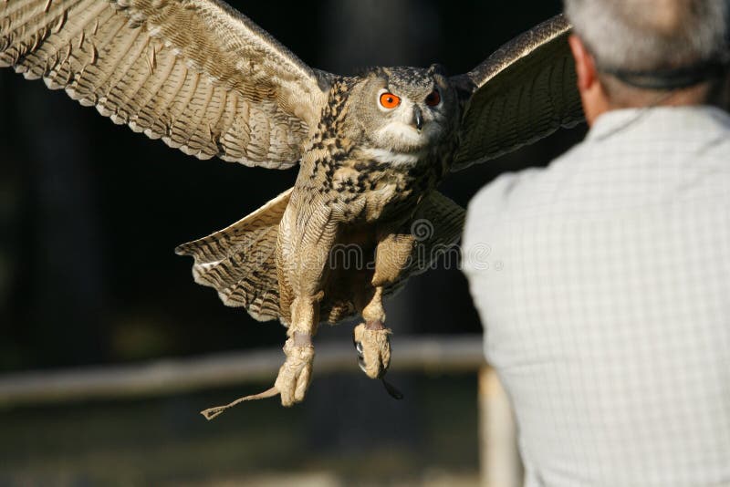 örnowl royaltyfri foto örnowl royaltyfri foto