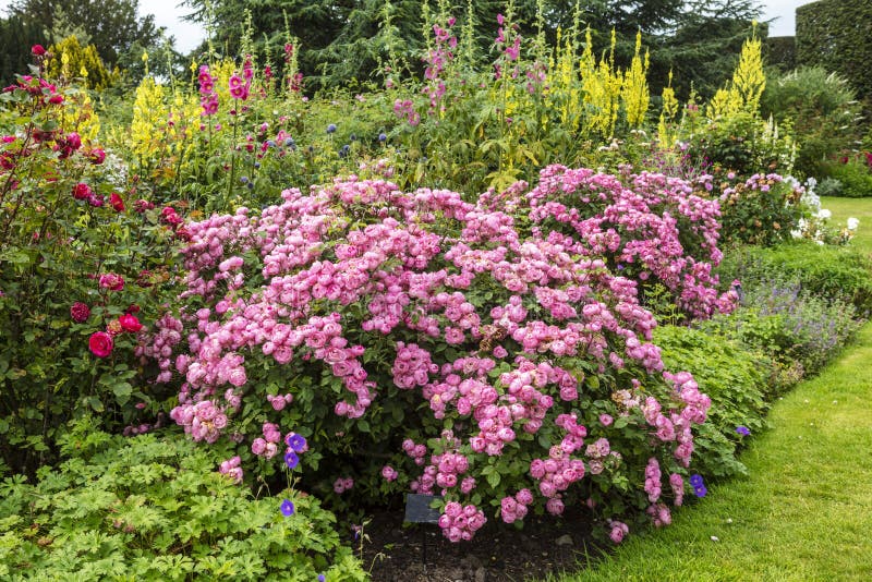 örtartade gränser med stora rosenross, gul verbascum och talgväxter. arkivbild
