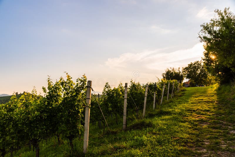 Österrike, destination för vinodlingar i sydstyrien Turistplats för vinstockar