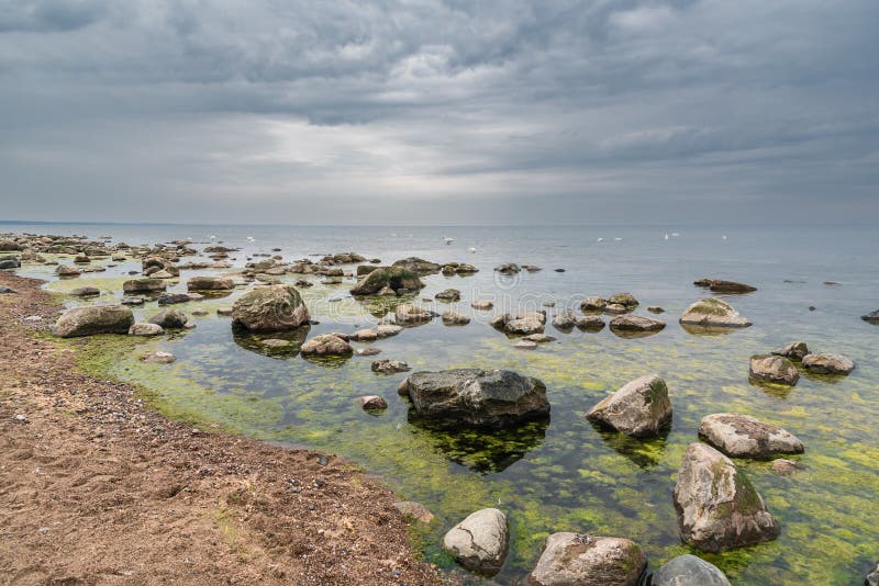Östersjöstranden full av stenar och alger på överkastningssommardag i Vidzeme Lettland. Stäng av vattnet. arkivfoto