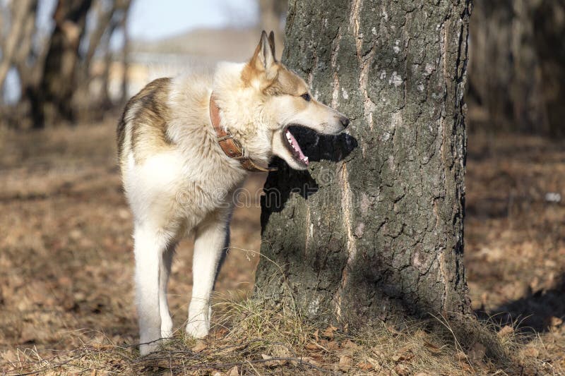 Östlig Siberian Laika som håller ögonen på in i trän - perfekt mångsidig jaga hund Den Siberian hunden med öppna munställningar i royaltyfri foto Östlig Siberian Laika som håller ögonen på in i trän - perfekt mångsidig jaga hund Den Siberian hunden med öppna munställningar i royaltyfri foto