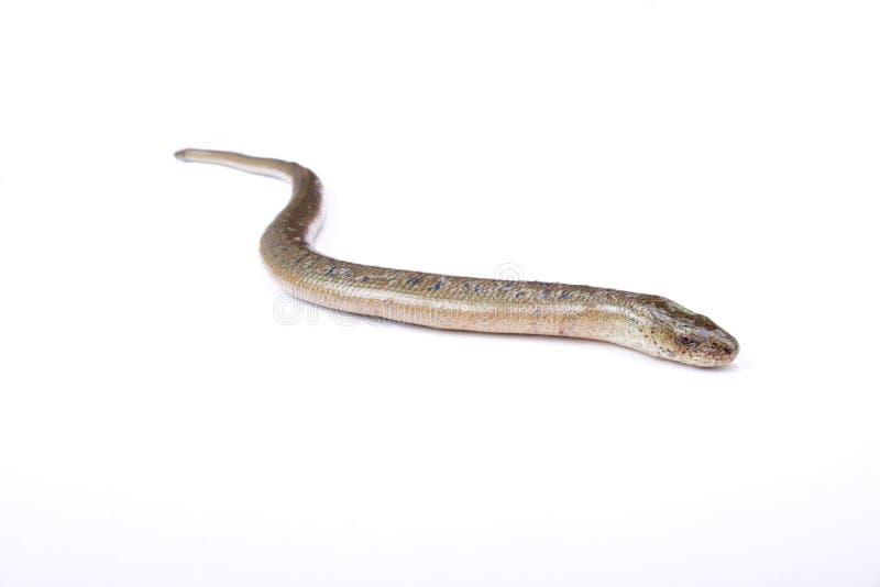 Östliga långsamma avmaskar fragilis colchicus för Anguis royaltyfria bilder Östliga långsamma avmaskar fragilis colchicus för Anguis royaltyfria bilder