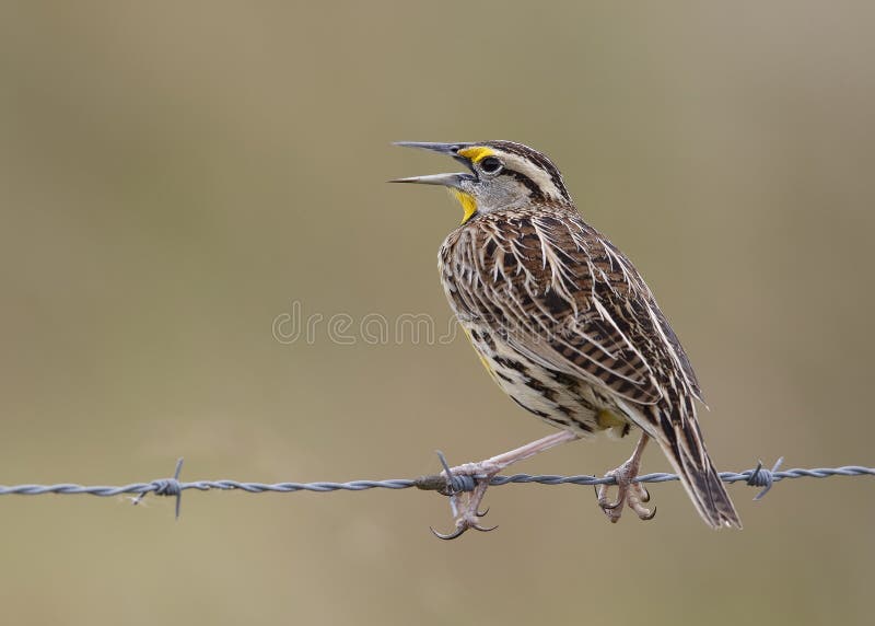 Östliga Meadowlark Perched på ett trådstaket - Florida royaltyfria foton Östliga Meadowlark Perched på ett trådstaket - Florida royaltyfria foton