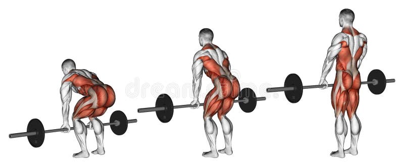 öva Deadlifts med en skivstång vektor illustrationer öva Deadlifts med en skivstång vektor illustrationer