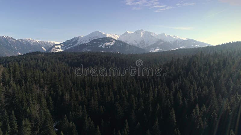Över Forest Mountain Aerial 4k
