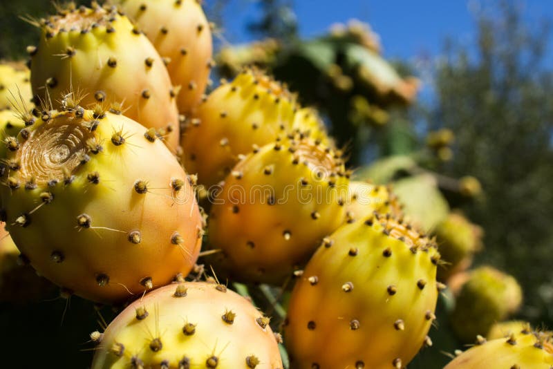 Download Över Grova Spikarna Under Sötsaken Och Den Suckulenta Frukten Fotografering för Bildbyråer - Bild av fine, följder: 76702655
