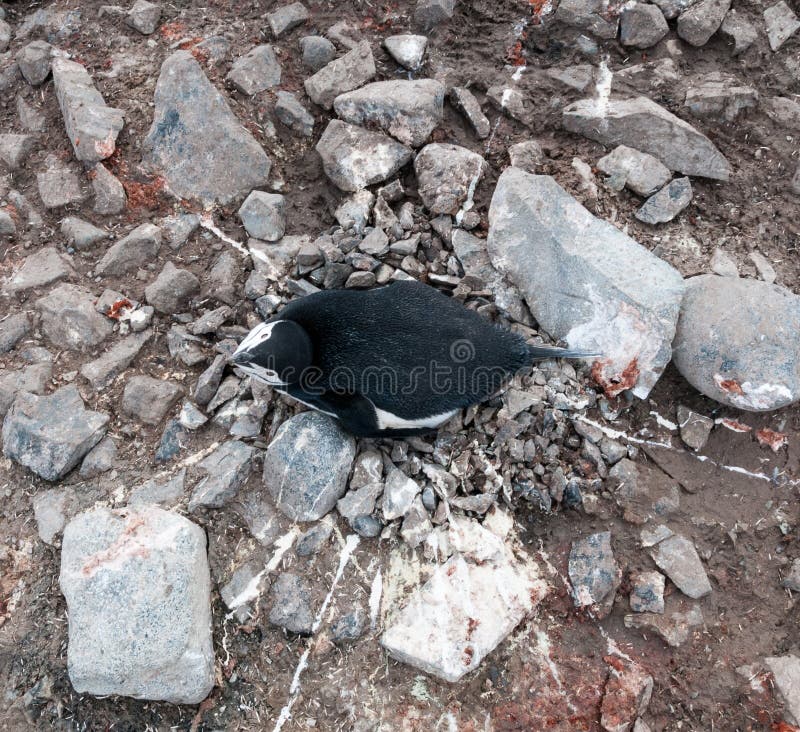 Över huvudet sikt av den vuxen människaChinstrap pingvinet som ligger på redet, Halfmoonö, antarktisk halvö fotografering för bildbyråer Över huvudet sikt av den vuxen människaChinstrap pingvinet som ligger på redet, Halfmoonö, antarktisk halvö fotografering för bildbyråer