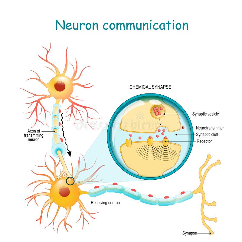 Överföring av nervsignalen mellan två neurons med axonen och synapse Närbild av en kemisk synapse royaltyfri illustrationer