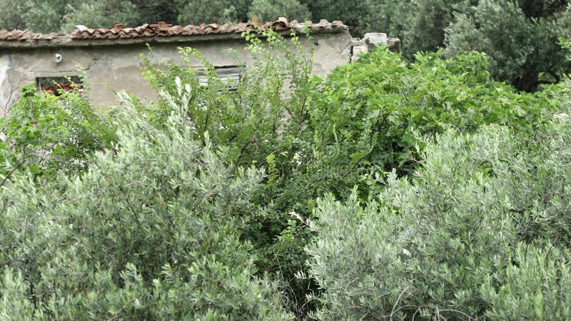 Övergiven villa med förstörda hus och olivträd i vind.