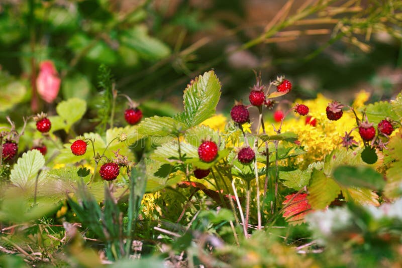 Overripe wild strawberries - sweet and fragrant berry. Ripe berries in strawberry fild on yellow background colors of stonecrop, berry patch, eco-friendly product. Overripe wild strawberries - sweet and fragrant berry. Ripe berries in strawberry fild on yellow background colors of stonecrop, berry patch, eco-friendly product