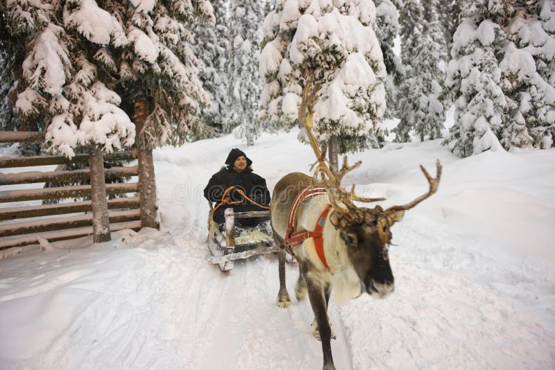 Övervintra den Lapland rensläden som springer i Ruka i Finland royaltyfri fotografi Övervintra den Lapland rensläden som springer i Ruka i Finland royaltyfri fotografi
