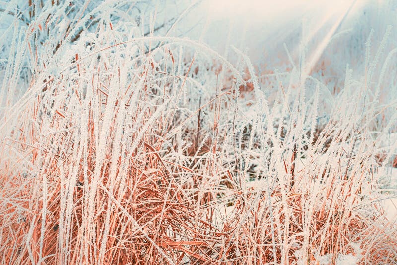 Övervintra naturbakgrund med slut upp av djupfryst och snö täckt gräs fotografering för bildbyråer Övervintra naturbakgrund med slut upp av djupfryst och snö täckt gräs fotografering för bildbyråer