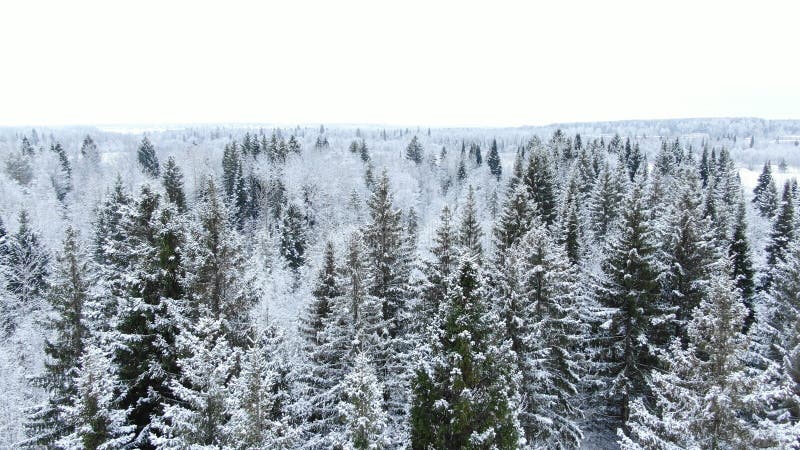 Övervintrar den bästa sikten för det flyg- surret av en snöig skog mitt i över blast av träd royaltyfria bilder Övervintrar den bästa sikten för det flyg- surret av en snöig skog mitt i över blast av träd royaltyfria bilder