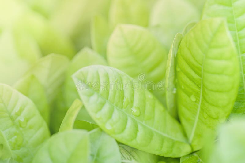 Övre och mjuk fokus för slut av gröna sidor grön natur för bakgrund fotografering för bildbyråer Övre och mjuk fokus för slut av gröna sidor grön natur för bakgrund fotografering för bildbyråer