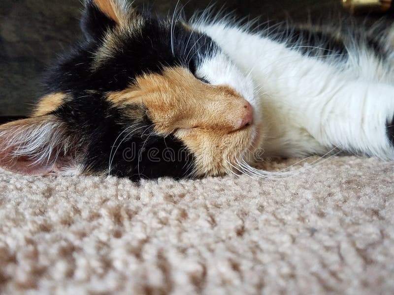 Última Cat Nap Kitty Sleeping en la alfombra imagenes de archivo Última Cat Nap Kitty Sleeping en la alfombra imagenes de archivo