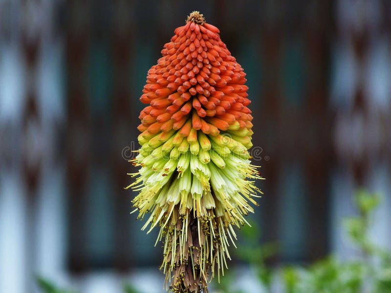 Única cabeça de flor alaranjada, amarela, verde e branca imagens de stock Única cabeça de flor alaranjada, amarela, verde e branca imagens de stock