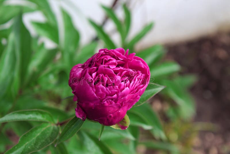 única flor de peonía rosa vibrante a punto de florecer al aire libre. fotografía de archivo libre de regalías