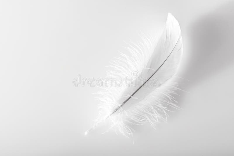 Única pena de pássaro branca macia delicada imagem de stock royalty free Única pena de pássaro branca macia delicada imagem de stock royalty free