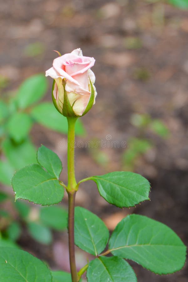 A única rosa cor-de-rosa bonita está florescendo no jardim foto de stock A única rosa cor-de-rosa bonita está florescendo no jardim foto de stock