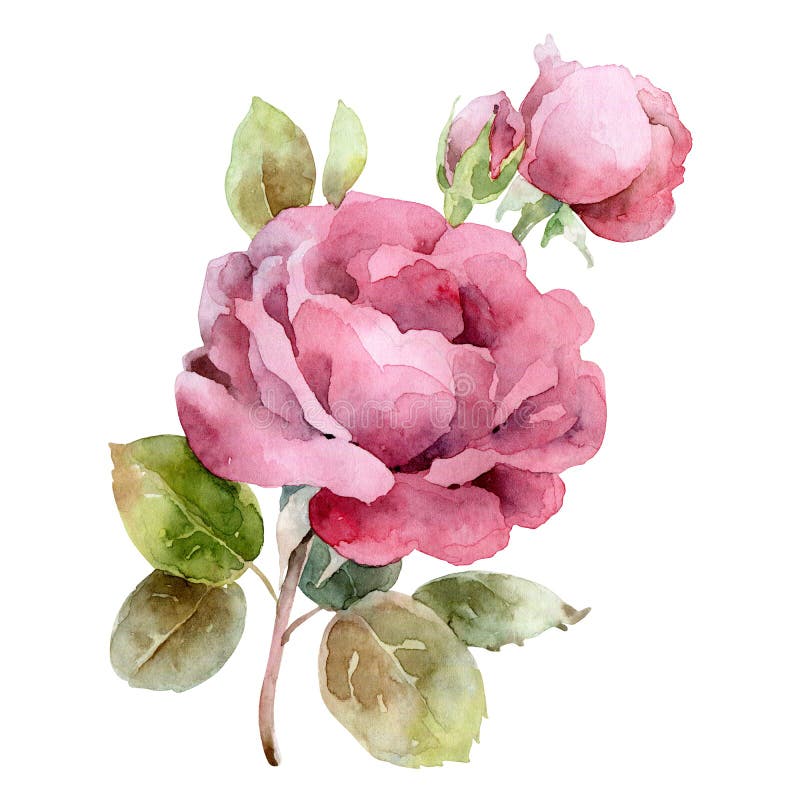 Single pink rose isolated on white background. Watercolor illustration. Single pink rose isolated on white background. Watercolor illustration