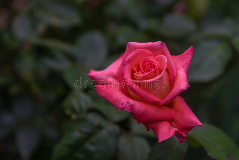 Única rosa do rosa no fundo escuro do borrão fotografia de stock Única rosa do rosa no fundo escuro do borrão fotografia de stock