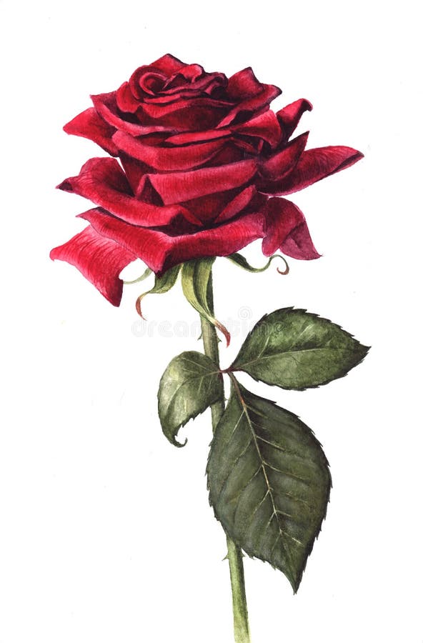 Hand painted, watercolour single red rose. Hand painted, watercolour single red rose.