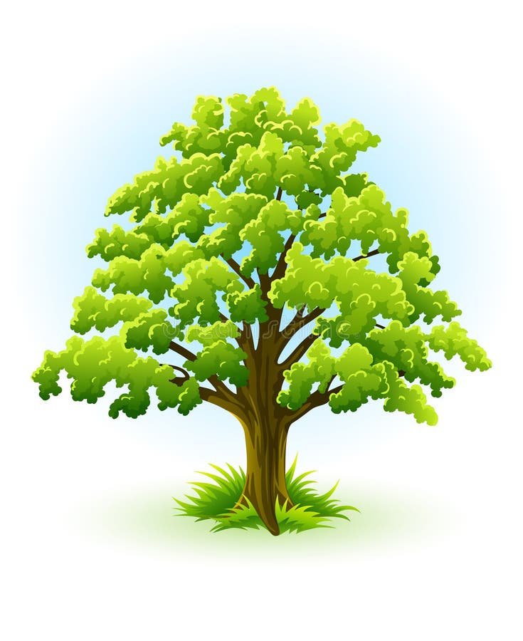 Single oak tree with green leafage ï¿½ vector illustration, isolated on white background. Single oak tree with green leafage ï¿½ vector illustration, isolated on white background