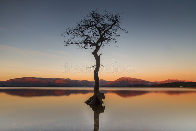 Única árvore na água foto de stock Única árvore na água foto de stock