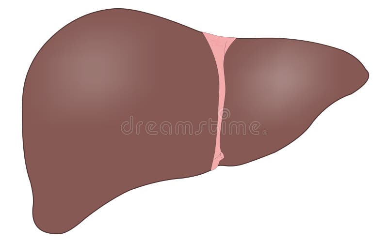 Single liver medical illustration for healthcare. Single liver medical illustration for healthcare