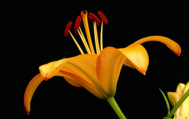 A single flower head of an asiatic lily, in profile, to show the delicate stamen, stigma, style, filaments and petals of this beautiful flower, against a black background. A single flower head of an asiatic lily, in profile, to show the delicate stamen, stigma, style, filaments and petals of this beautiful flower, against a black background.