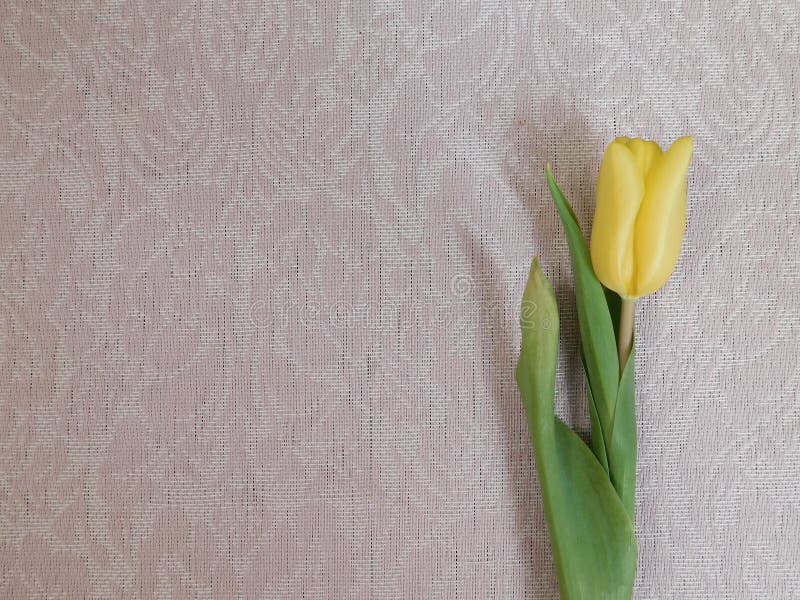 Single Detailed yellow tulip isolated on white background. Leaves positioned for humorous affect. Could easily be used for art project or conceptual ideas. Single Detailed yellow tulip isolated on white background. Leaves positioned for humorous affect. Could easily be used for art project or conceptual ideas.