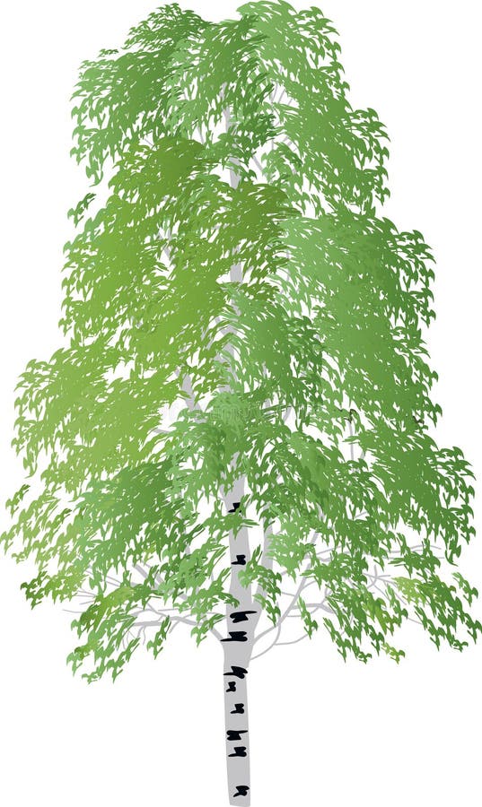 Illustration with single green birch isolated on white background. Illustration with single green birch isolated on white background