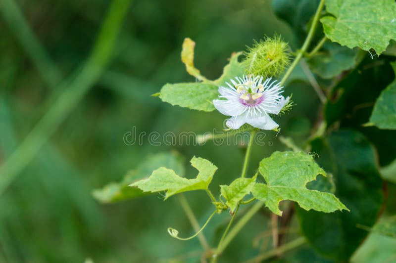 Übel riechende Passionsblume, Scarletfruit-Passionsblume, stinkende Leidenschaftsblume stockbild Übel riechende Passionsblume, Scarletfruit-Passionsblume, stinkende Leidenschaftsblume stockbild