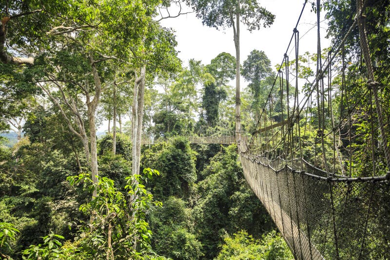 Überdachungsgehweg in Nationalpark Kakum, Ghana, West-Afrika stockfotos Überdachungsgehweg in Nationalpark Kakum, Ghana, West-Afrika stockfotos