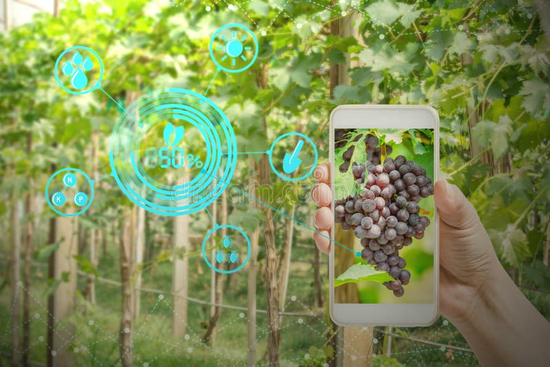 übergeben Sie das Halten des Handys, der Trauben im Landwirtschaftsgarten mit Konzepttechnologien kontrolliert stockbild