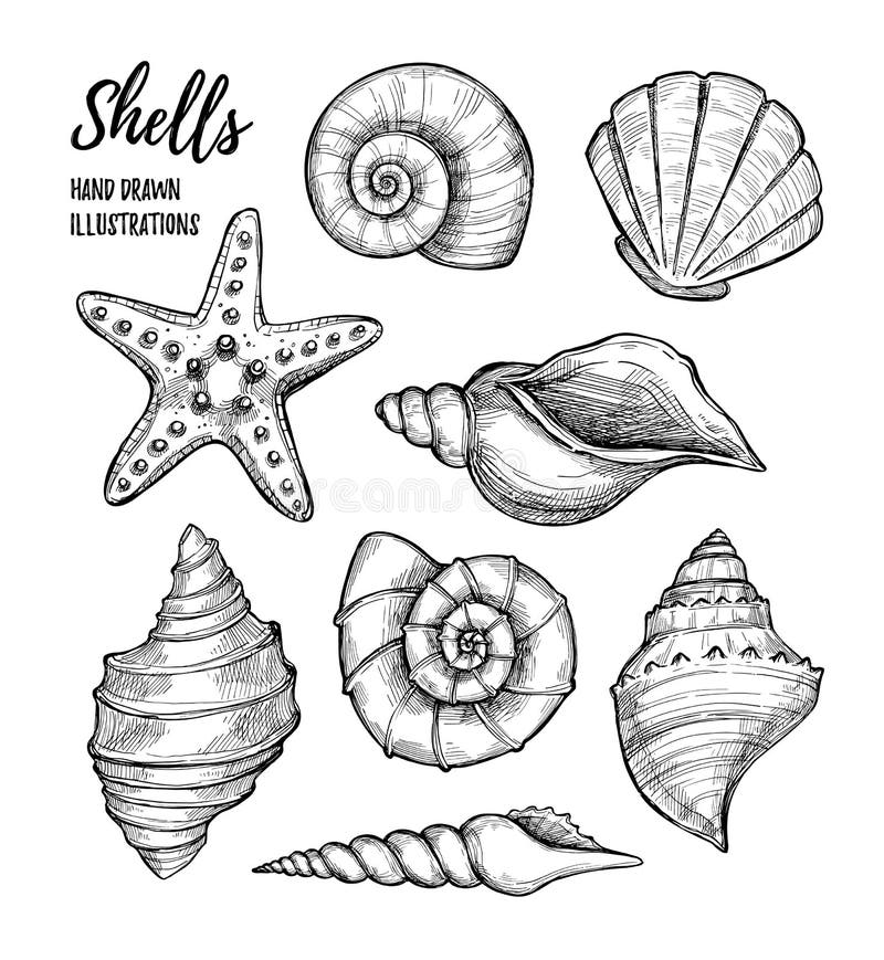 Übergeben Sie gezogene Vektorillustrationen - Sammlung Muscheln mari lizenzfreie abbildung Übergeben Sie gezogene Vektorillustrationen - Sammlung Muscheln mari lizenzfreie abbildung