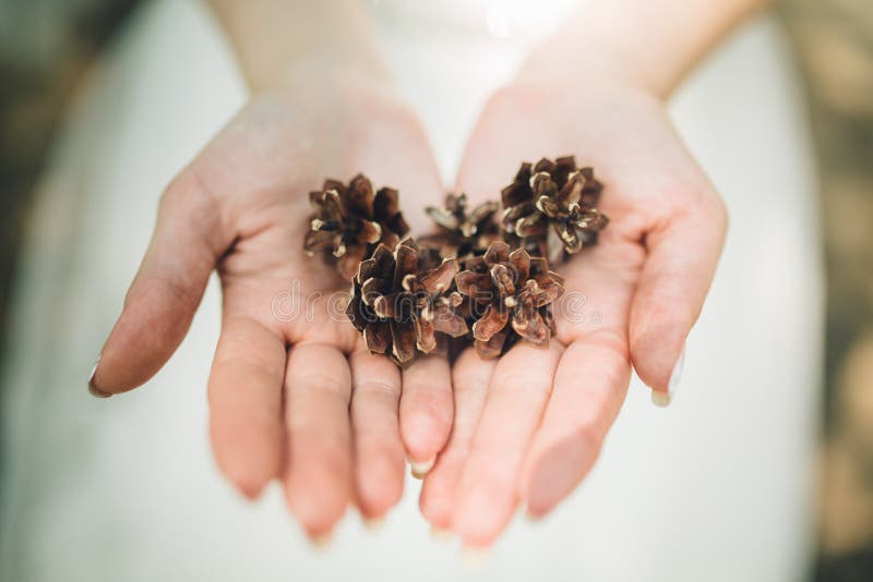 hand holding cedar cone. hand holding cedar cone