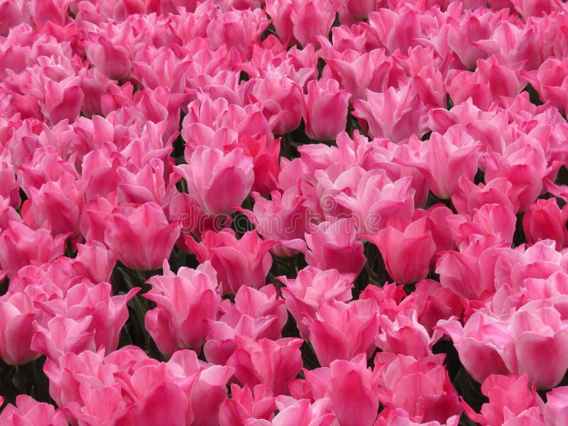 Überraschendes rosa Tulpenfeld schoss Viele Tulpen, die im Garten blühen stockfotos Überraschendes rosa Tulpenfeld schoss Viele Tulpen, die im Garten blühen stockfotos