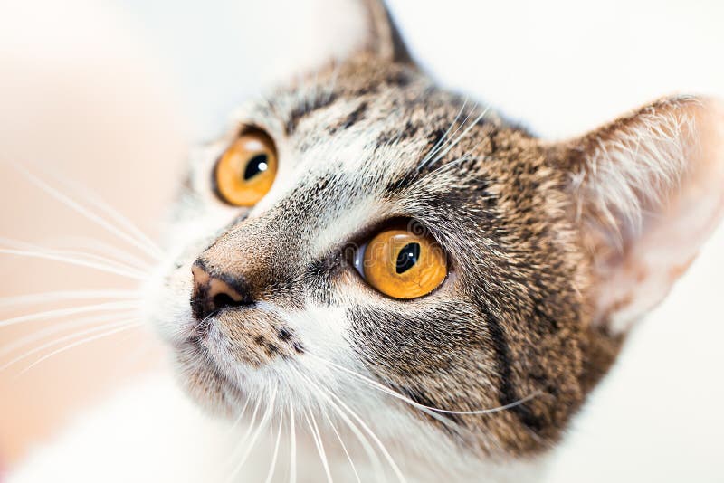 Überraschte Katzenmündung mit gelben Augen schaut oben stockfoto Überraschte Katzenmündung mit gelben Augen schaut oben stockfoto