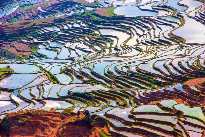 Überschwemmte Reisfelder in der Südchina stockbild Überschwemmte Reisfelder in der Südchina stockbild