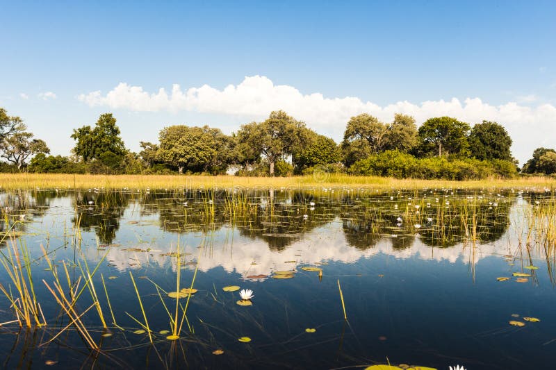 Flooding time in landscape with trees and meadows on  Okavango Delta in Botswana. Blue sky with white clouds reflecting in water like a mirror. Flooding time in landscape with trees and meadows on  Okavango Delta in Botswana. Blue sky with white clouds reflecting in water like a mirror.