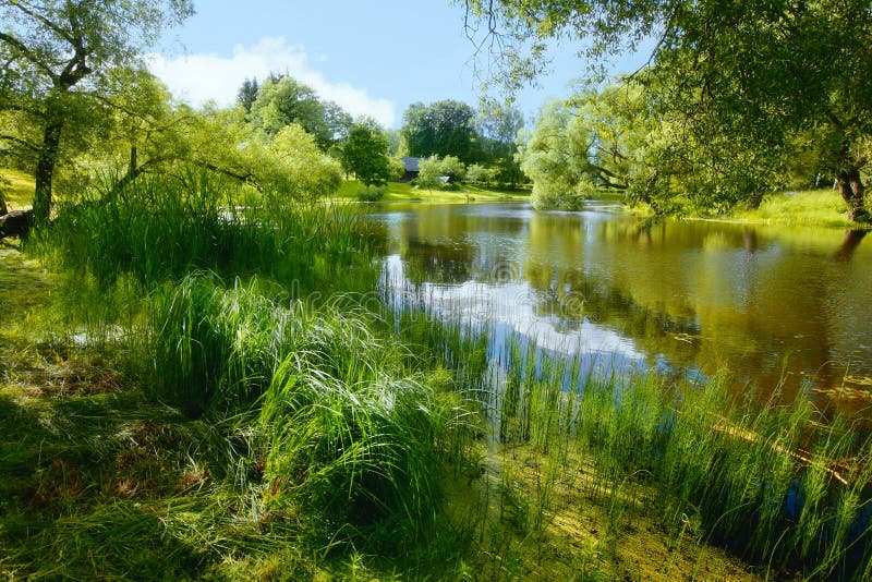 Üppige Sommervegetation durch einen Teich
