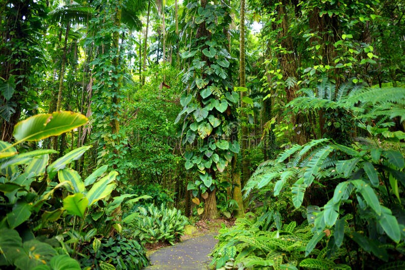 Üppige tropische Vegetation des tropischen botanischen Gartens Hawaiis von großer Insel von Hawaii