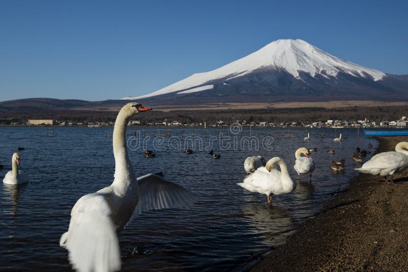 Łabędzi łopotań skrzydła Fuji i góra, Japonia zdjęcie royalty free Łabędzi łopotań skrzydła Fuji i góra, Japonia zdjęcie royalty free