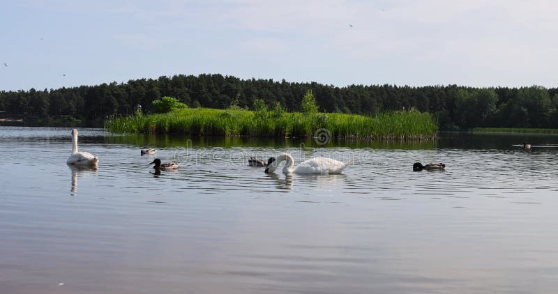 łabędzie pływają nad jeziorem wczesnym latem