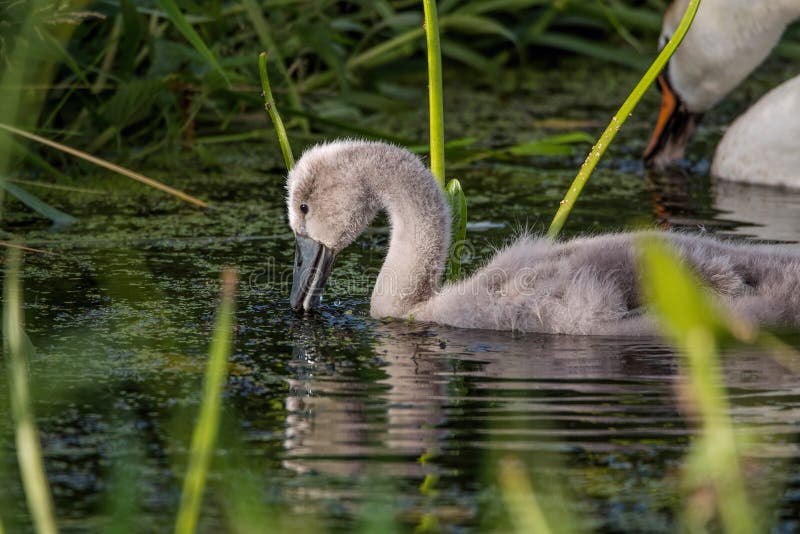 Łabędziątko swanling dzieciaki uciszają rodziców łabędzich obrazy royalty free Łabędziątko swanling dzieciaki uciszają rodziców łabędzich obrazy royalty free