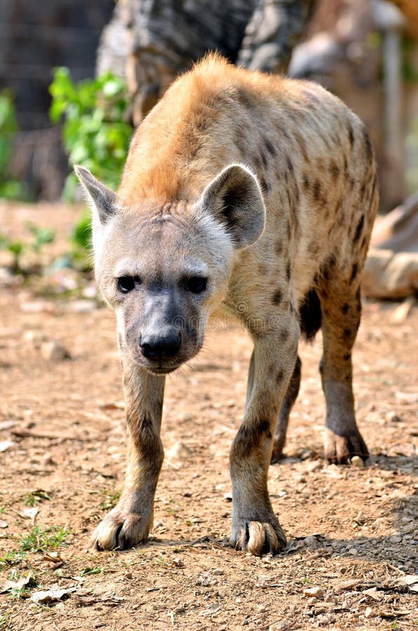 Łaciasta hiena