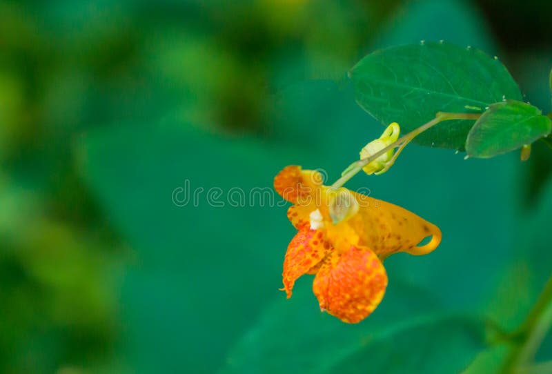 Łaciastego niecierpka †'Impatiens capensis fotografia royalty free Łaciastego niecierpka †'Impatiens capensis fotografia royalty free