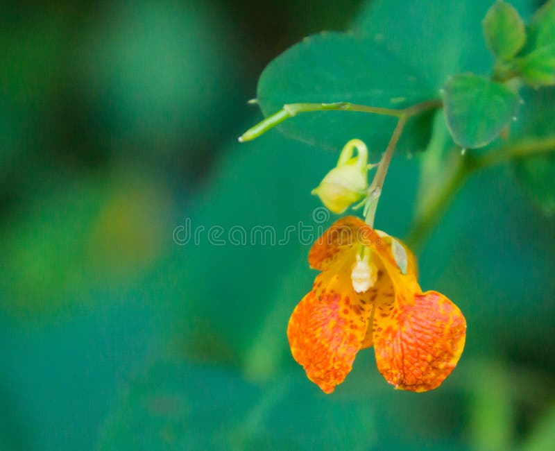 Łaciastego niecierpka †'Impatiens capensis obraz stock Łaciastego niecierpka †'Impatiens capensis obraz stock