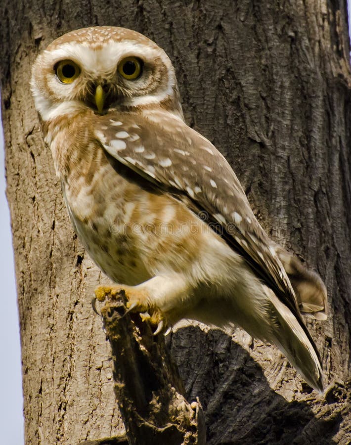 The spotted owlet Athene brama is a small owl which breeds in tropical Asia from mainland India to Southeast Asia. The spotted owlet Athene brama is a small owl which breeds in tropical Asia from mainland India to Southeast Asia.